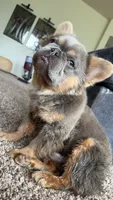 Neo, a male French Bulldog for sale in Oklahoma City, OK – 3 of 4