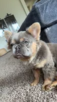Neo, a male French Bulldog for sale in Oklahoma City, OK – 1 of 4