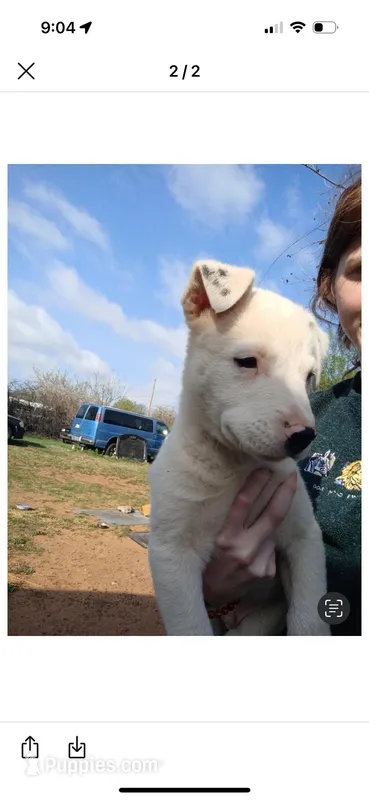 Bonbon  – Australian Cattle Dog, American Pit Bull Terrier puppy for sale in Oklahoma City, OK