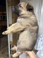 Red Male, a male German Shepherd Dog for sale in Centerburg, OH – 4 of 6
