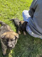 Blue Male, a male German Shepherd Dog for sale in Centerburg, OH – 4 of 7