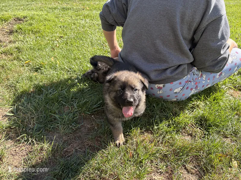 Green Male – German Shepherd Dog puppy for sale in Centerburg, OH