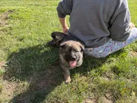 Green Male, a male German Shepherd Dog for sale in Centerburg, OH – 5 of 7