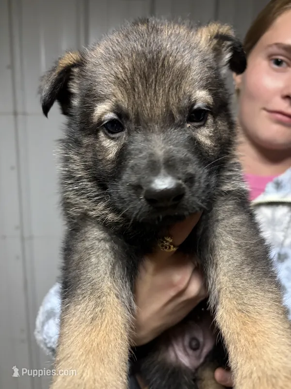Blue Male – German Shepherd Dog puppy for sale in Centerburg, OH
