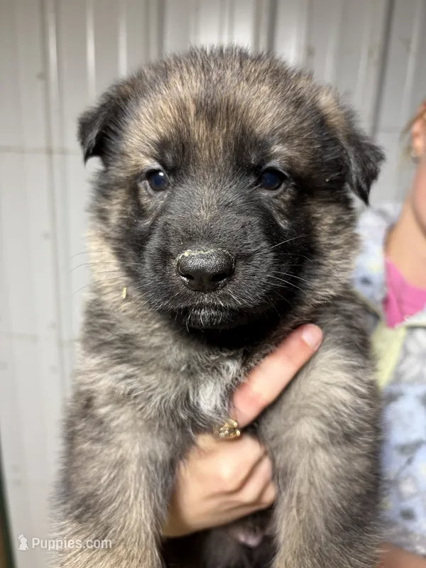 Green Male – German Shepherd Dog puppy for sale in Centerburg, OH