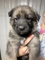 Green Male, a male German Shepherd Dog for sale in Centerburg, OH – 1 of 7