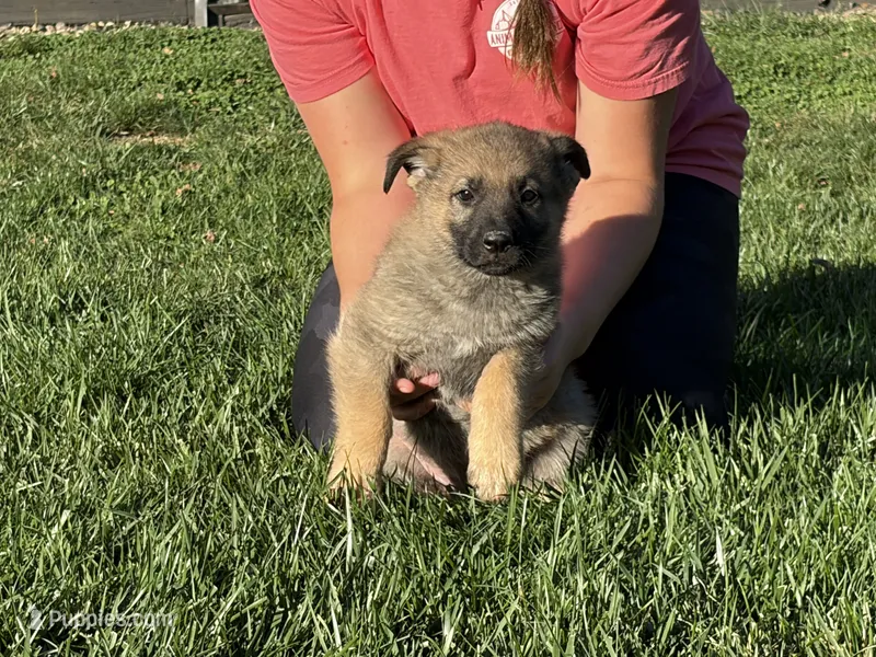 Red Male – German Shepherd Dog puppy for sale in Centerburg, OH