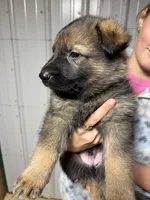 Black Male, a male German Shepherd Dog for sale in Centerburg, OH – 1 of 5