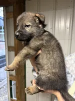 Blue Male, a male German Shepherd Dog for sale in Centerburg, OH – 2 of 7