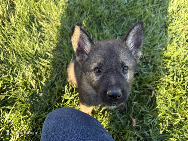 Blue Male – German Shepherd Dog puppy for sale in Centerburg, OH