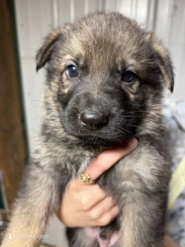 White Male – German Shepherd Dog puppy for sale in Centerburg, OH