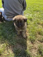 Green Male, a male German Shepherd Dog for sale in Centerburg, OH – 3 of 7