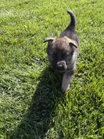 White Male, a male German Shepherd Dog for sale in Centerburg, OH – 2 of 5
