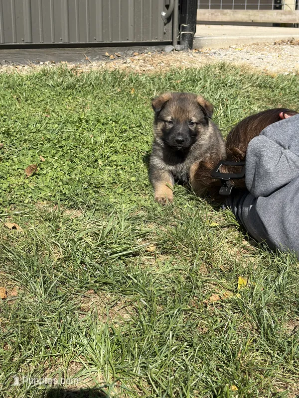 Black Male – German Shepherd Dog puppy for sale in Centerburg, OH