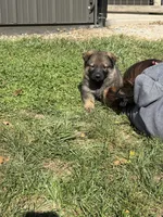 Black Male, a male German Shepherd Dog for sale in Centerburg, OH – 2 of 5