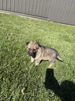 Red Male, a male German Shepherd Dog for sale in Centerburg, OH – 2 of 6