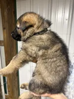 Black Male, a male German Shepherd Dog for sale in Centerburg, OH – 3 of 5