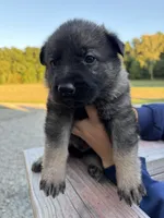 Brown male, a male German Shepherd Dog for sale in Centerburg, OH – 1 of 6