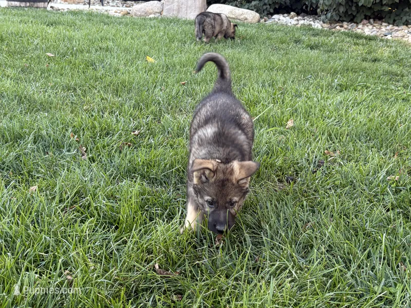 White Male – German Shepherd Dog puppy for sale in Centerburg, OH