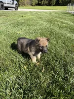 Red Male, a male German Shepherd Dog for sale in Centerburg, OH – 3 of 6