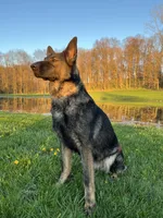 Green Male, a male German Shepherd Dog for sale in Centerburg, OH – 7 of 7