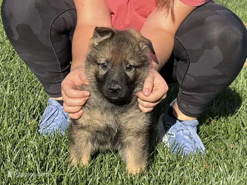 Black Male – German Shepherd Dog puppy for sale in Centerburg, OH