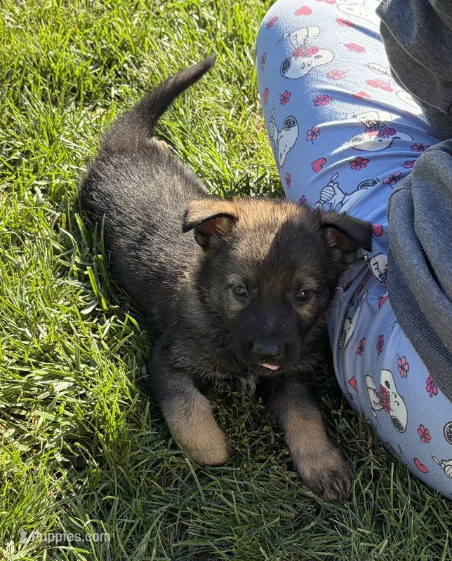 Blue Male – German Shepherd Dog puppy for sale in Centerburg, OH