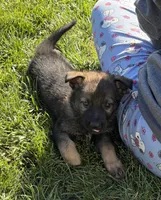 Blue Male, a male German Shepherd Dog for sale in Centerburg, OH – 3 of 7