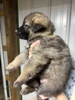 Green Male, a male German Shepherd Dog for sale in Centerburg, OH – 2 of 7