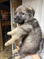 White Male, a male German Shepherd Dog for sale in Centerburg, OH – 3 of 5