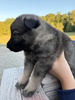 Brown male, a male German Shepherd Dog for sale in Centerburg, OH – 2 of 6
