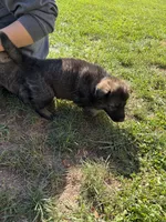Brown male, a male German Shepherd Dog for sale in Centerburg, OH – 4 of 6