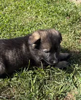 Blue Male, a male German Shepherd Dog for sale in Centerburg, OH – 5 of 7