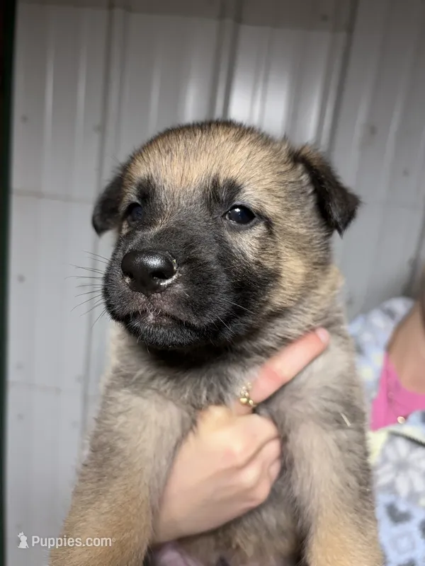 Red Male – German Shepherd Dog puppy for sale in Centerburg, OH
