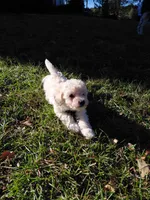 Toy male, a male Poodle - Toy  for sale in Cameron, NC – 2 of 3