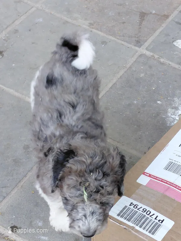 Akc grey – Poodle - Standard  puppy for sale in Cameron, NC