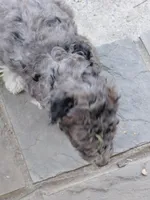 Akc grey, a female Poodle - Standard  for sale in Cameron, NC – Photo 2 of 2