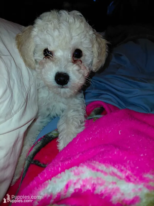 White cream Toy male – Poodle - Toy  puppy for sale in Cameron, NC