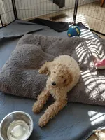AKC apricot girl , a female Poodle - Standard  for sale in Cameron, NC – 3 of 4