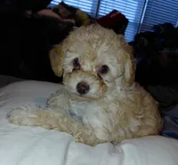 Apricot Girl  toy, a female Poodle - Toy  for sale in Cameron, NC – 7 of 7