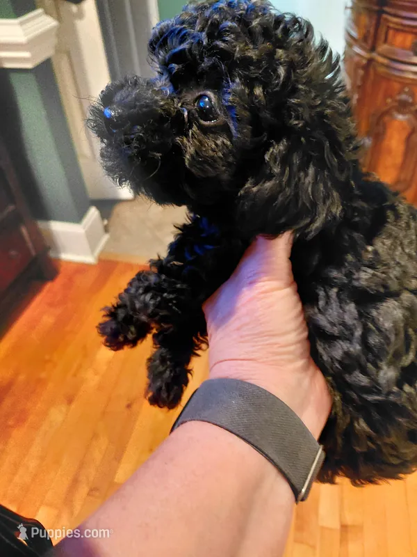 Black toy poodle – Poodle - Toy  puppy for sale in Cameron, NC