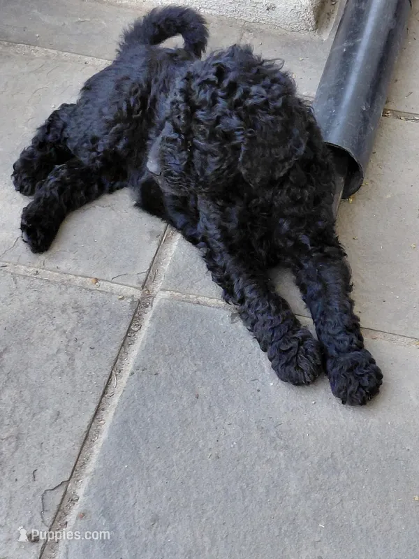 AKC black – Poodle - Standard  puppy for sale in Cameron, NC
