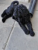 AKC black, a female Poodle - Standard  for sale in Cameron, NC – Photo 2 of 3