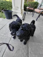 AKC black, a female Poodle - Standard  for sale in Cameron, NC – Photo 3 of 3