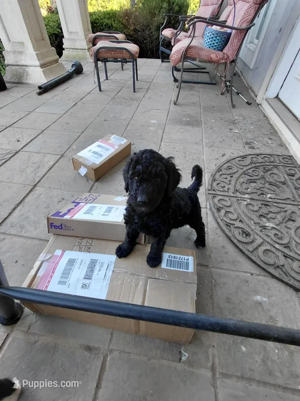AKC black – Poodle - Standard  puppy for sale in Cameron, NC