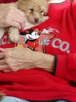 Girl  toy, a female Poodle - Toy  for sale in Cameron, NC – 3 of 3