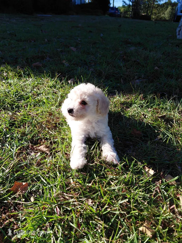 Toy male – Poodle - Toy  puppy for sale in Cameron, NC