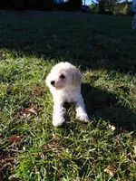 Toy male, a male Poodle - Toy  for sale in Cameron, NC – 1 of 3