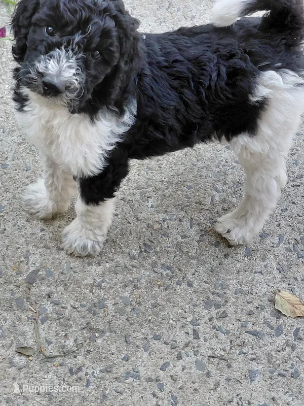 AKC  black and white  – Poodle - Standard  puppy for sale in Cameron, NC