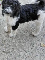 AKC  black and white , a female Poodle - Standard  for sale in Cameron, NC – 1 of 4